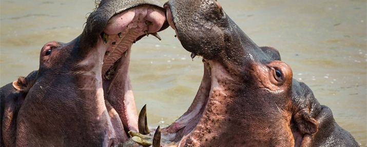 South Luangwa National Park