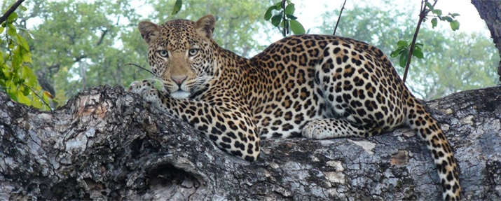 Zambia