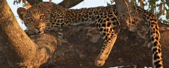 South Africa