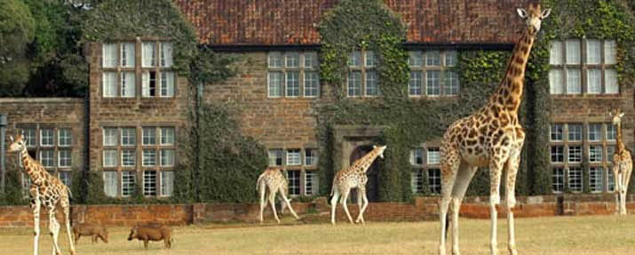 Giraffe Manor