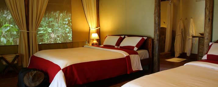 Gorilla Forest Lodge