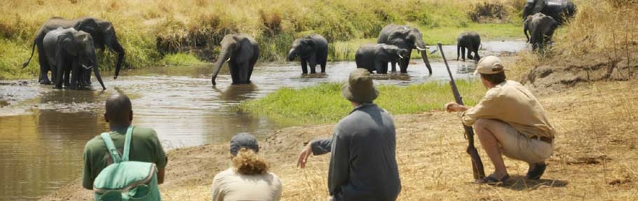 Walking Safaris