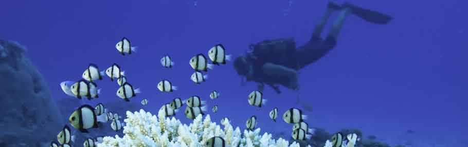 Diving