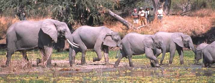 Walking In Botswana