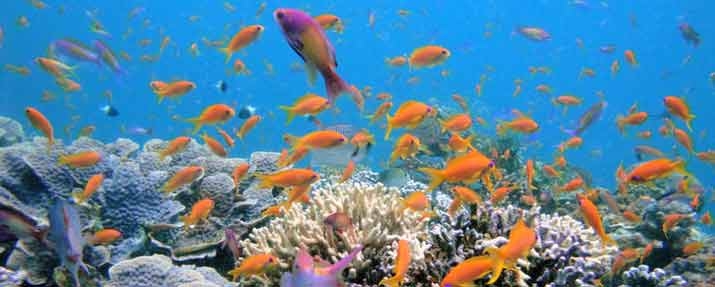 Diving In Tanzania