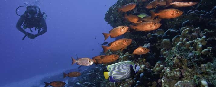 Diving In Mozambique