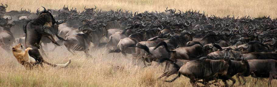 Safari Holidays