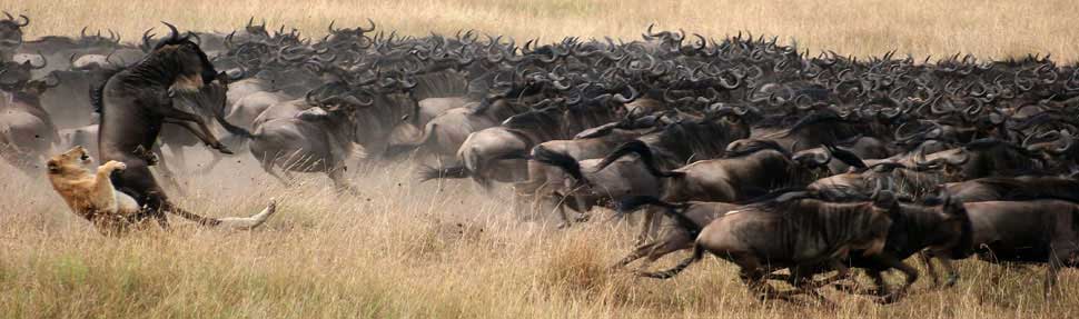 tanzania safari