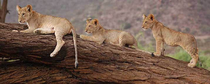 Lake Manyara
