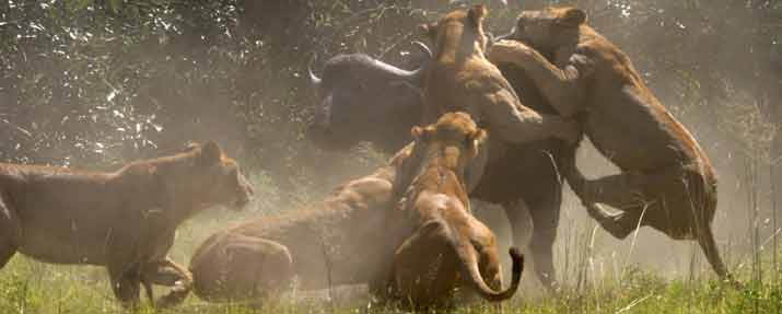 Ruaha