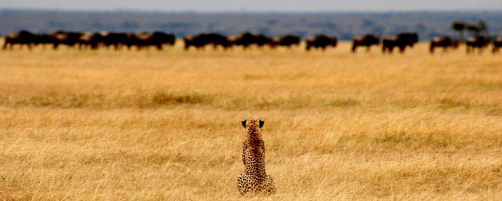Serengeti
