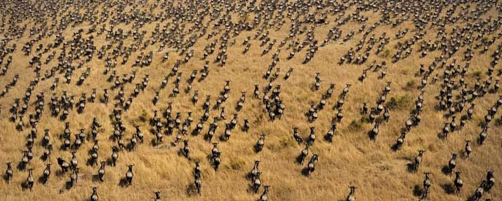 The Great Migration