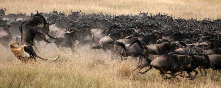 Masai Mara Reserve