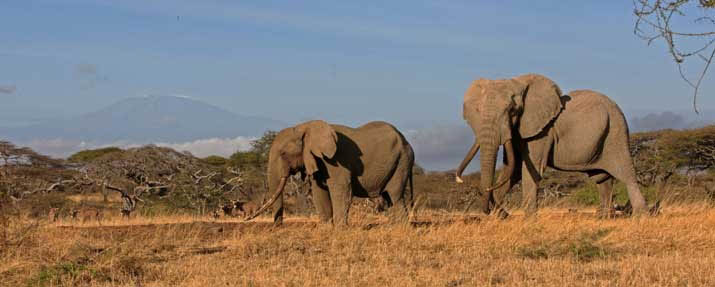 Amboseli