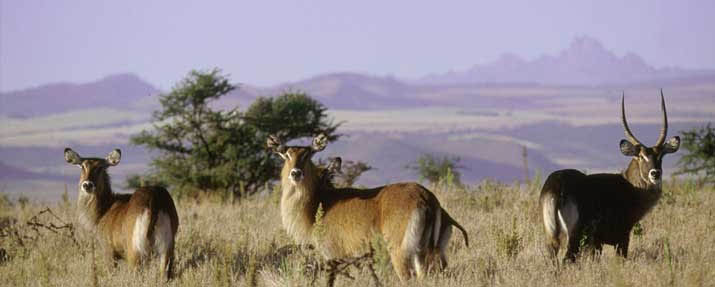 Laikipia