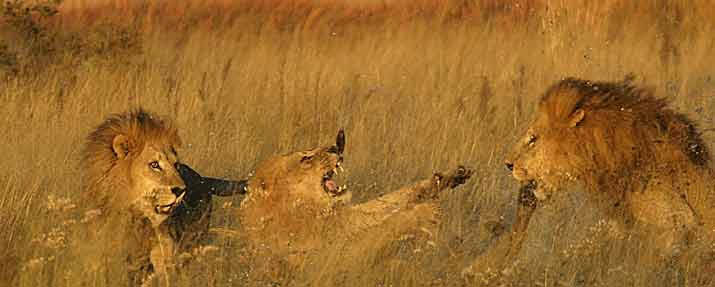 Lewa Downs