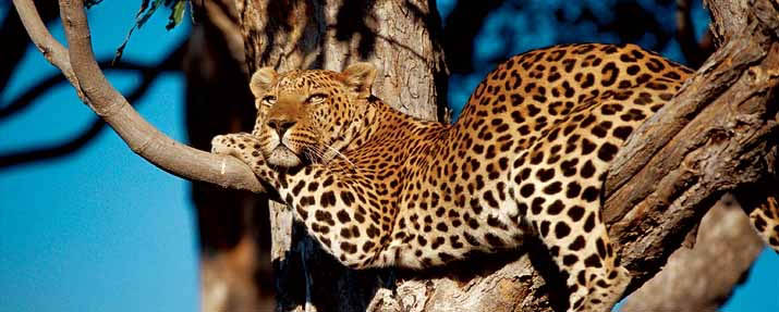 Okavango Delta - Dry Camps