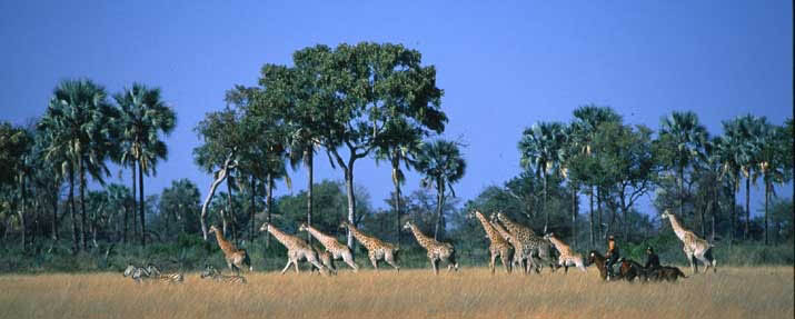 Riding Safaris