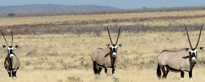 Etosha