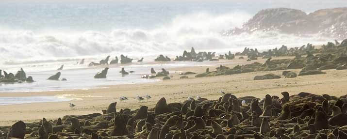 Skeleton Coast