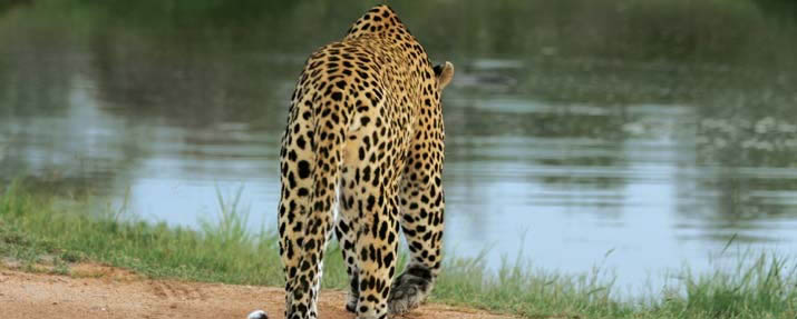Sabi Sands