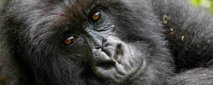 Gorilla Safaris