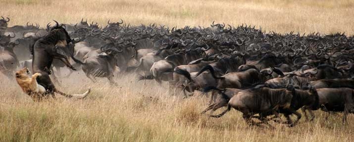 Kenya Safari