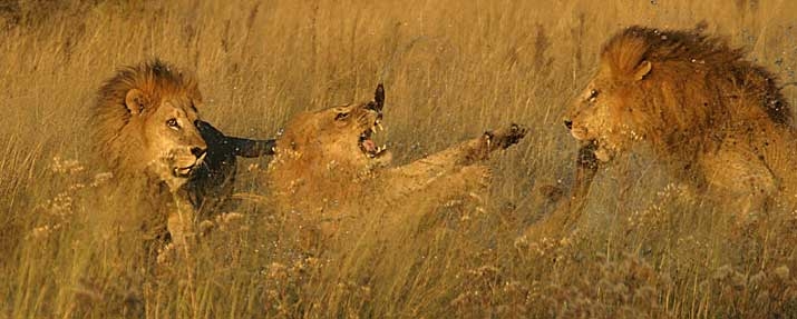 Botswana Safari