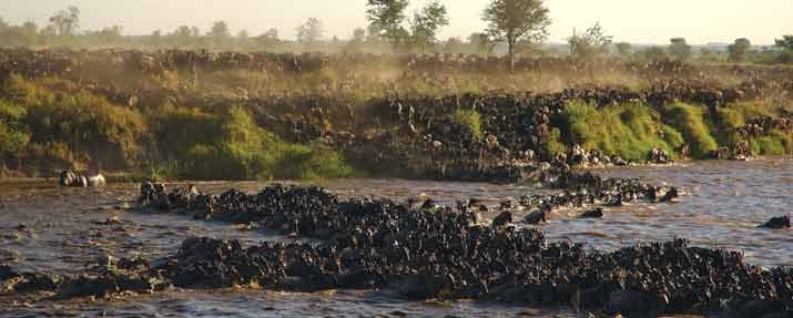 Tanzania Safari