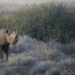 Africas Biggest Ever Black Rhino relocation
