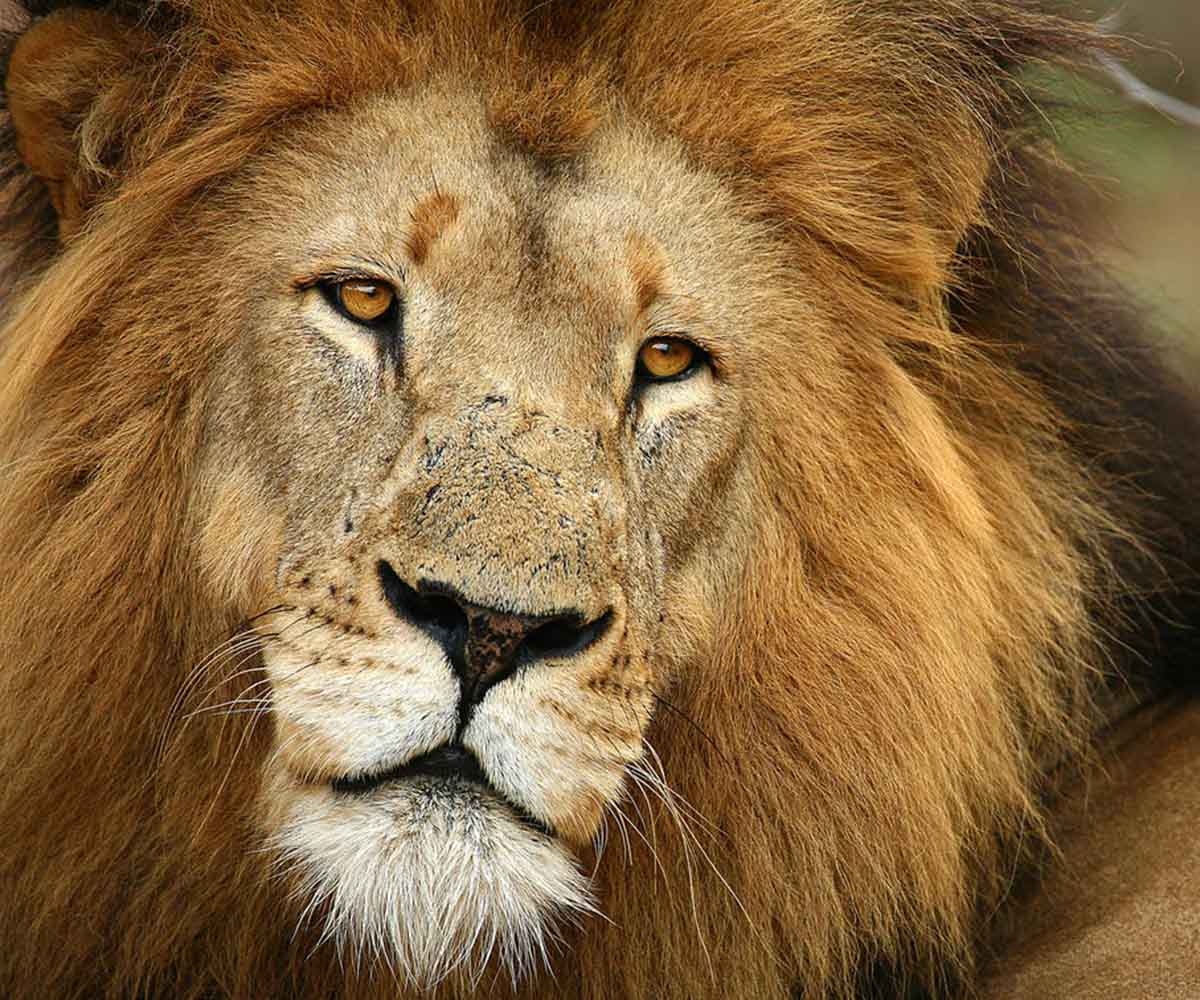 african lion safari inhumane