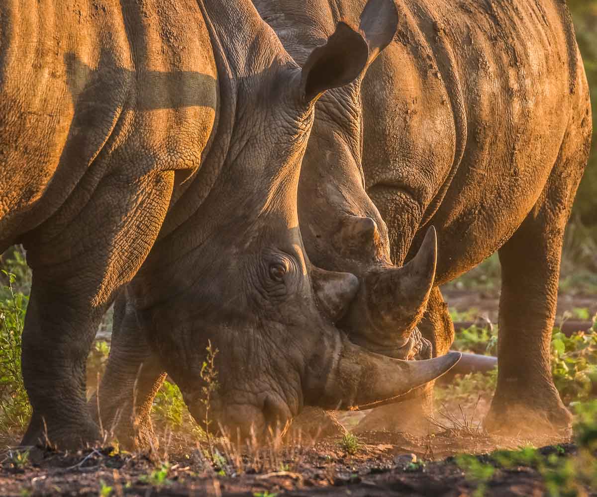 Kruger vs. Sabi Sand: Everything you need to know Kruger vs. Sabi Sand: Everything you need to know