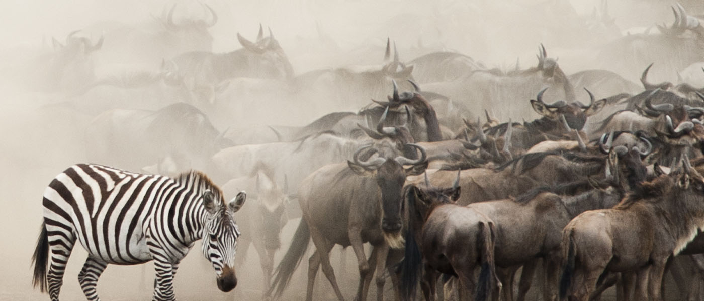 Luxury in the midst of the Serengeti's Great Wildebeest Migration