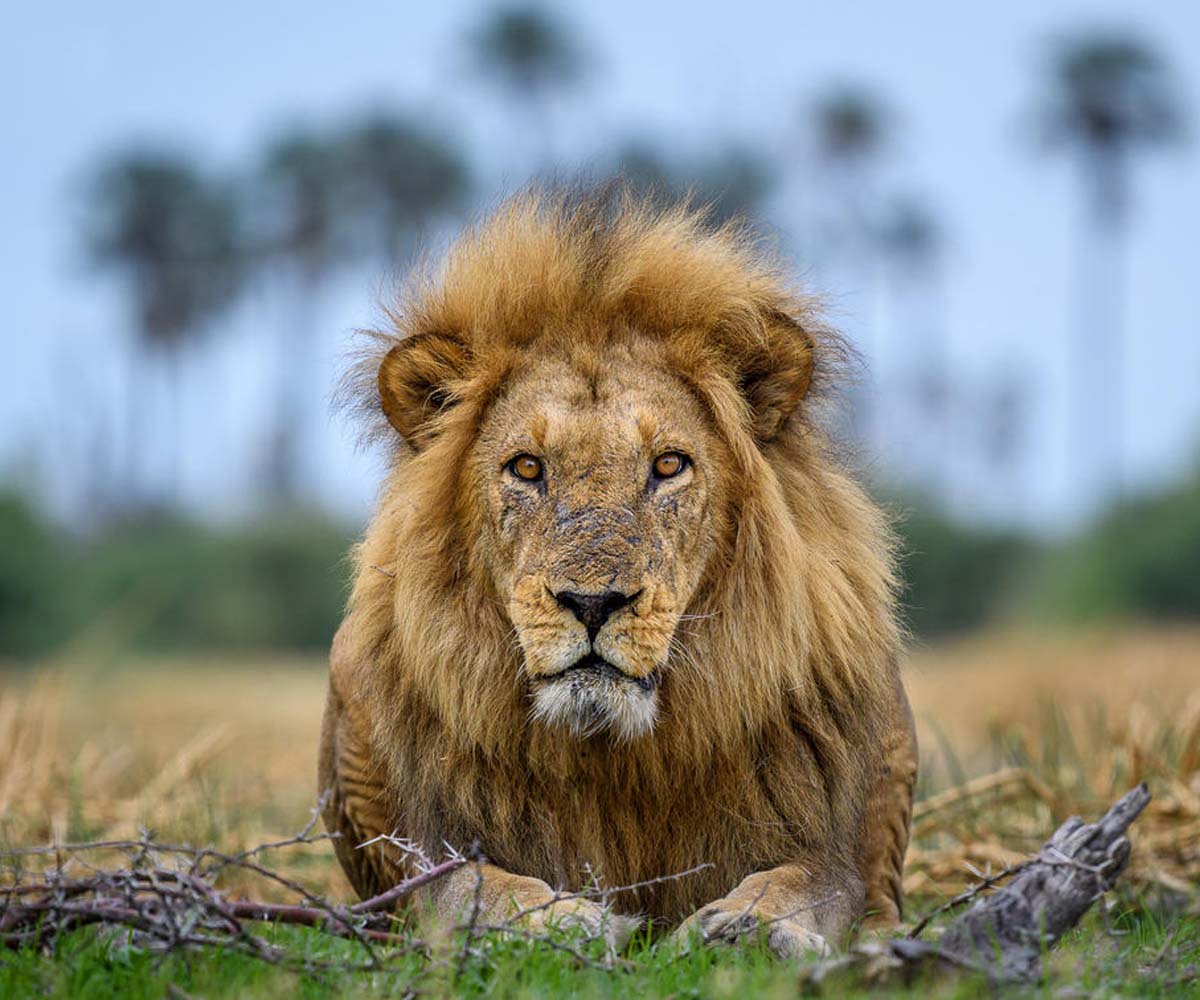 african lion safari go wild
